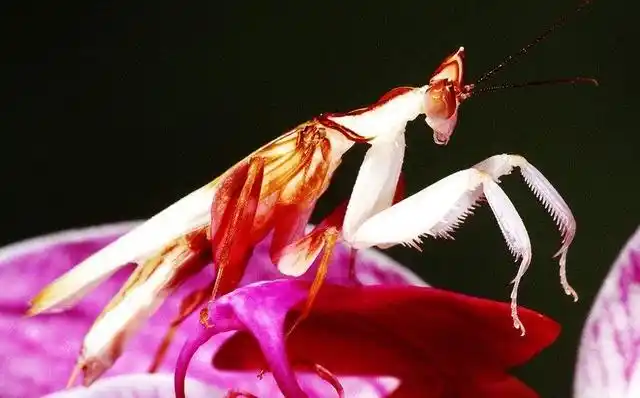 可以随着花色调整身体颜色的螳螂,堪称动物界的变蛇龙!