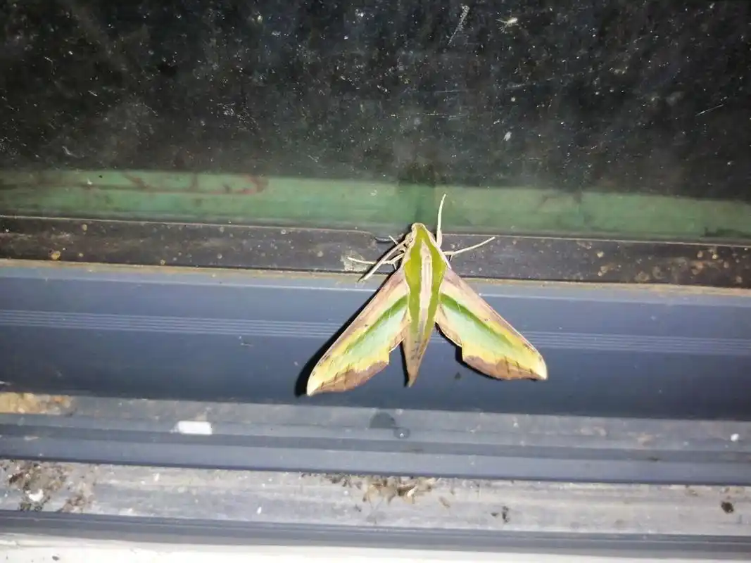 漂亮的扑棱蛾子