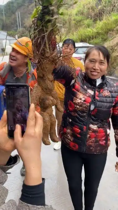 浙江村民挖到"人形何首乌",估值超过10万,真的有这么值钱吗?