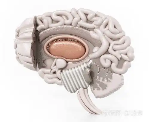 人类大脑的分层解剖三维插图.3d 插图