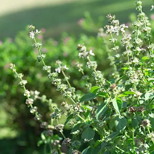 香草图片_香草图片大全_全景图片