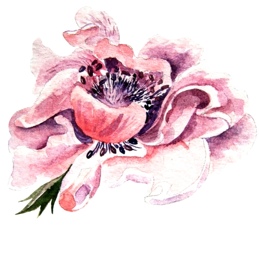 写意花卉透明素材png模板免费下载_png格式_3500像素_编号28324514-千