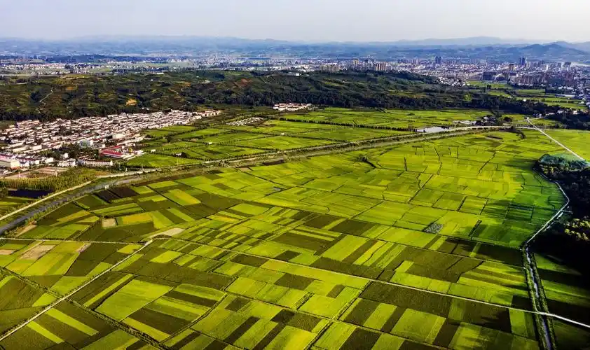陕西洋县俯瞰稻田
