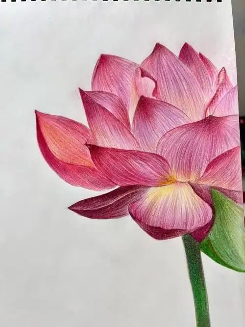 彩铅荷花