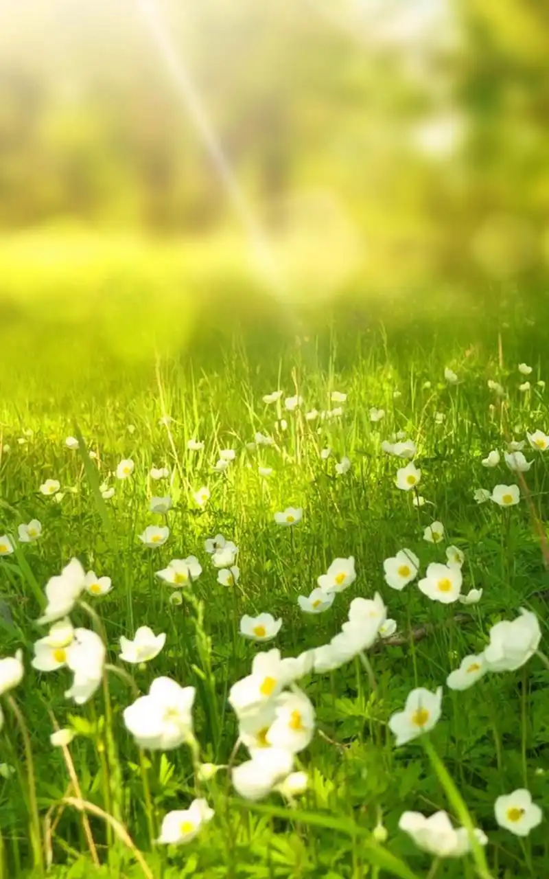 首页 手机壁纸 风景 丛林里的阳光小清新高清梦幻手机壁纸800_1280竖