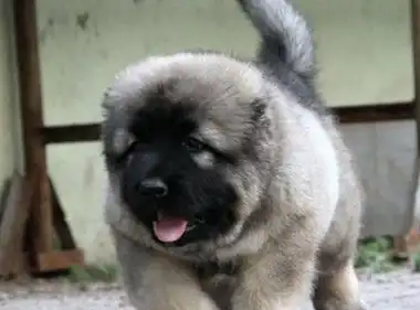 原创2个月高加索犬3天不拉屎是怎么了