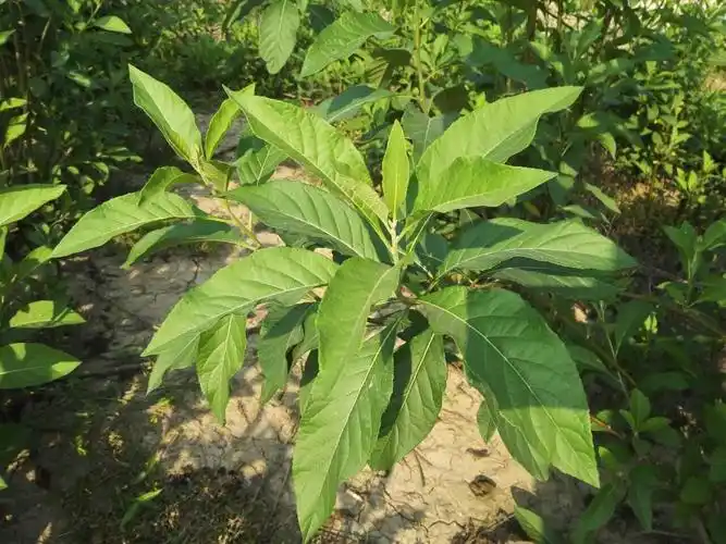 关于南非叶基本介绍你知道吗