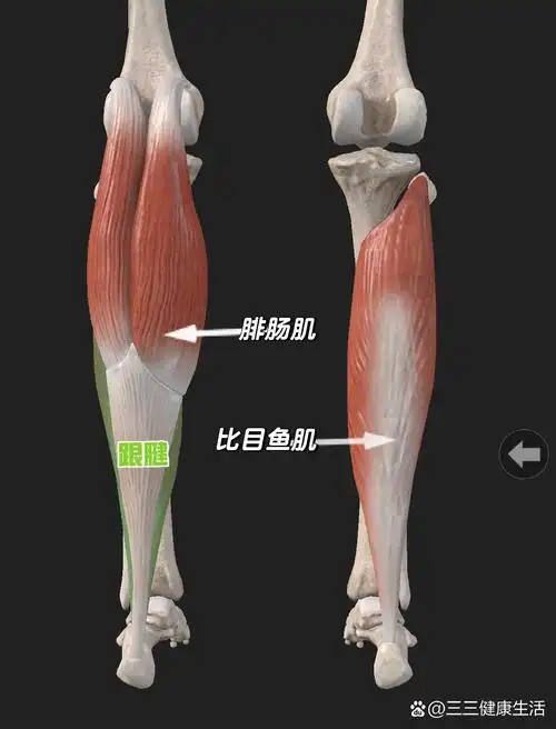 小腿后侧浅层肌群 腓肠肌和比目鱼肌也被称为"小腿三头肌" 	  腓肠肌