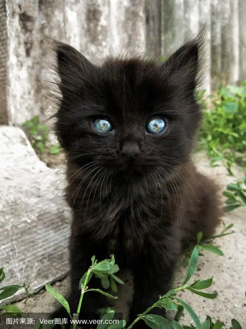 小黑猫,蓝眼睛,亮灰色背景和草.