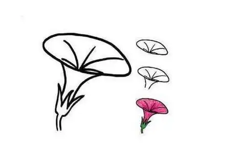 牵牛花简笔画 牵牛花简笔画彩色