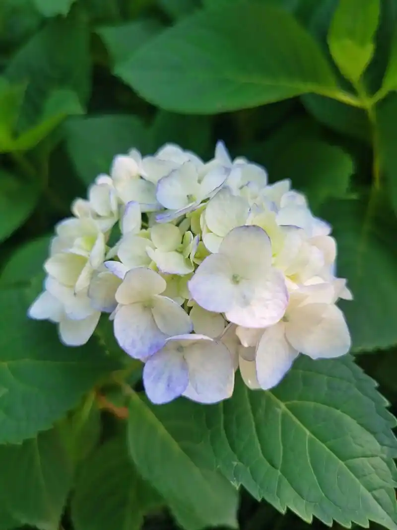 白色绣球花花语为希望,寓意着前途一片光明,即 - 抖音