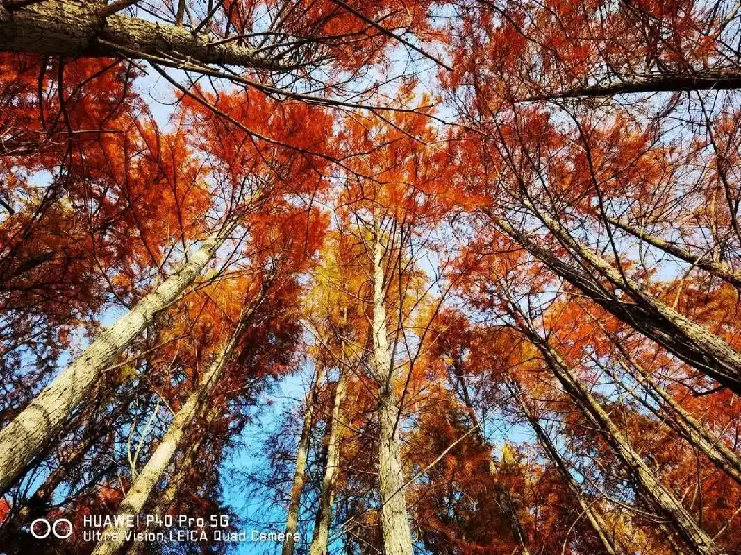 红杉树是优良的乡土树种之一.在气候温凉,土壤深厚,肥润,排水 - 抖音