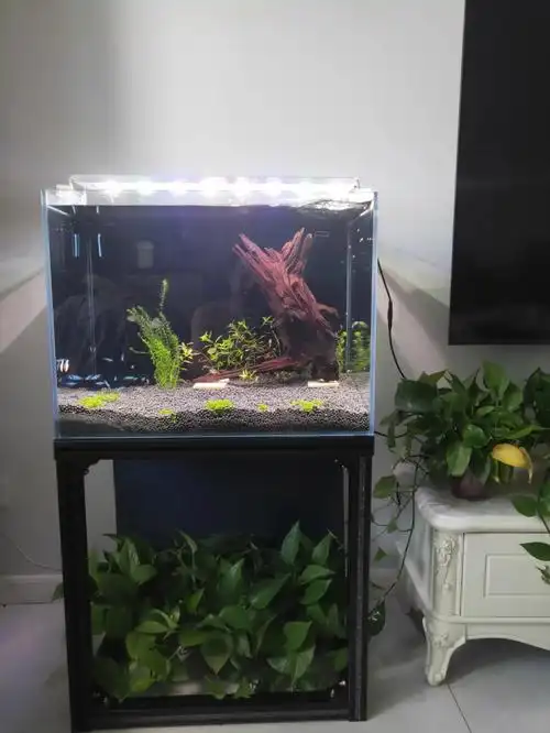 鱼缸背滤三格你们都放什么