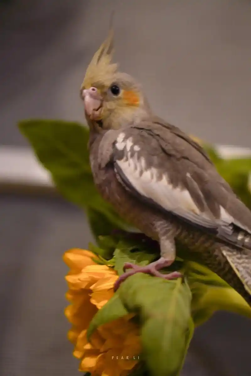 五十六度原始灰.#玄凤鹦鹉 #手养鸟日常 #神奇动物在抖音  - 抖音