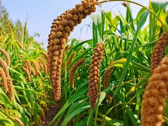 沉甸甸的谷穗原创拍摄