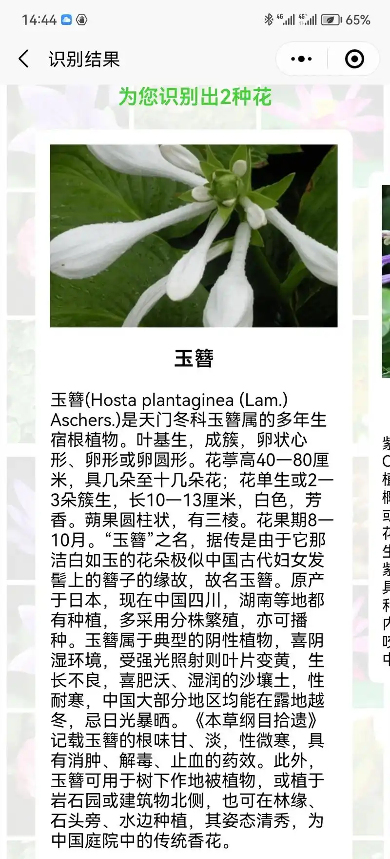 玉簪花的花语包括清新脱俗,冰清玉洁,纯洁,恬静,宽和,坚贞和 - 抖音