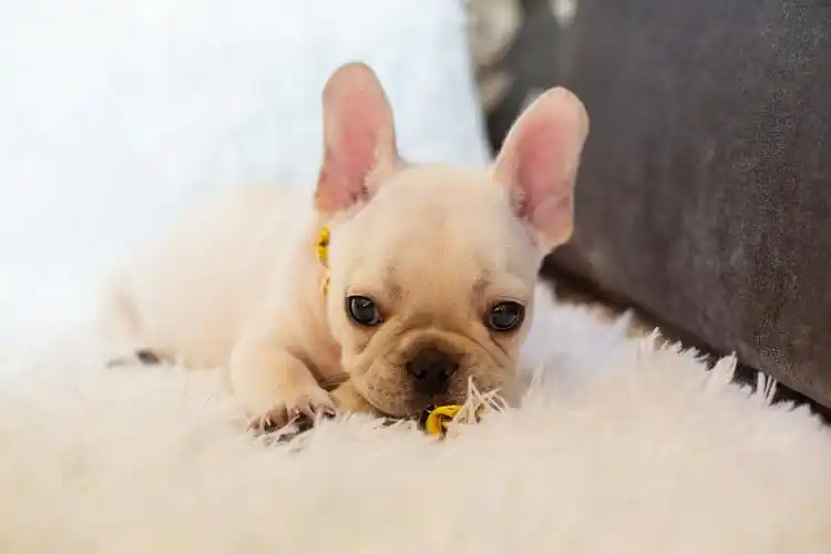 新手想要养好一只法斗?你需要知道这些干货