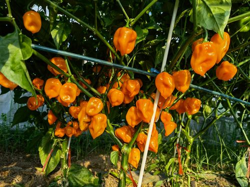 辣椒合集进口传家宝农家品种五彩甜椒种子籽孑家庭园艺种子