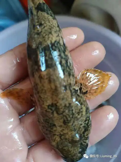 告诉家乡人,若发现这种小型鱼是福气,目前一斤上百元,要重视|沙塘|笋