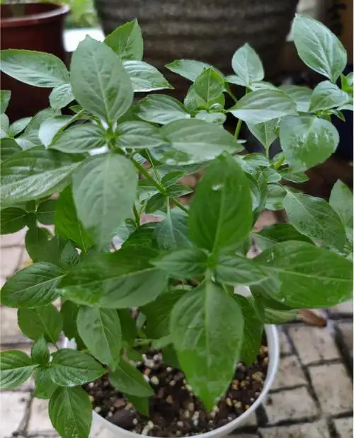 香草图片及功效与作用 最常见的20种香草植物 - 网络编辑之家