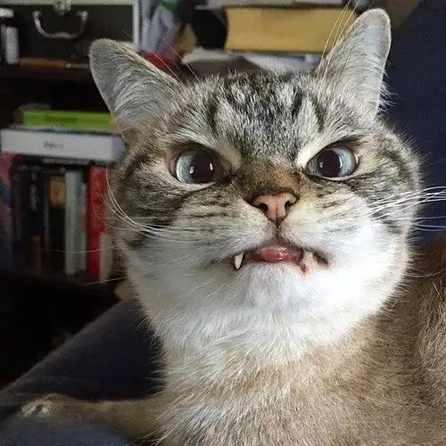 ①猫咪咬你,凶你有的猫咪会不想要你靠近它,只要你靠近它就会龇牙咧嘴