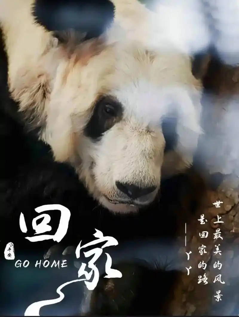 丫丫快回家!我们都国宝熊猫丫丫肯定每天也 - 抖音