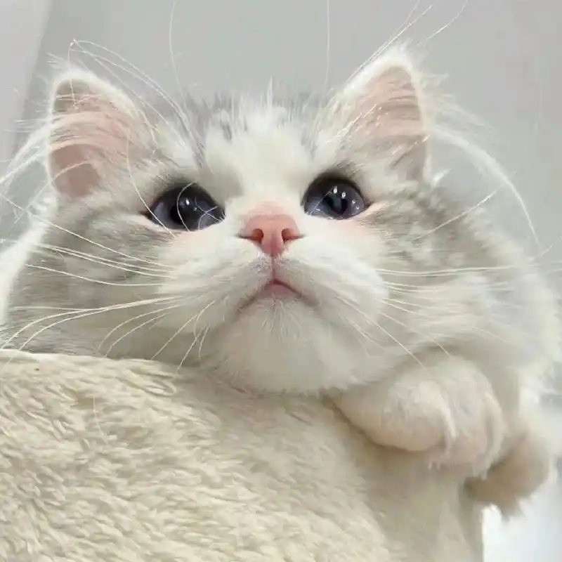 超级可爱的猫咪宠物头像|女生微信头像 #微信头像##头像##头像分享