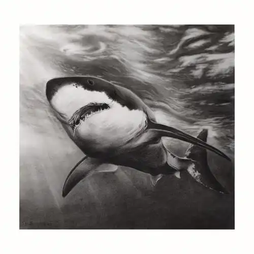 学员作品步骤图大白鲨