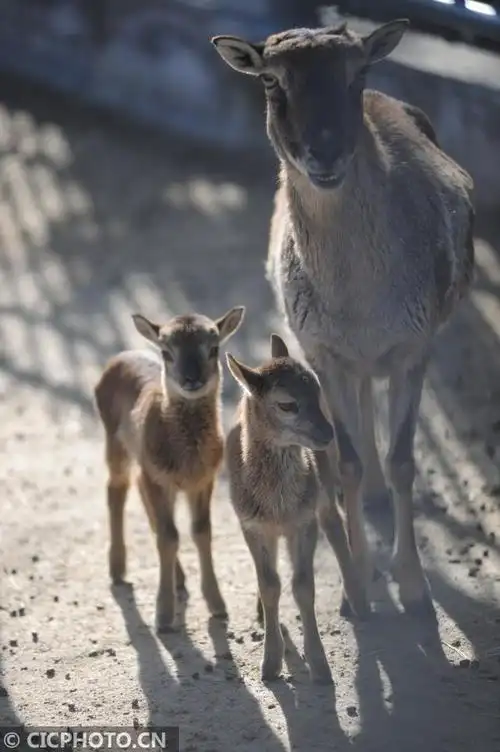2020年3月11日,在山东烟台动物园拍摄的新生双胞胎小盘羊.