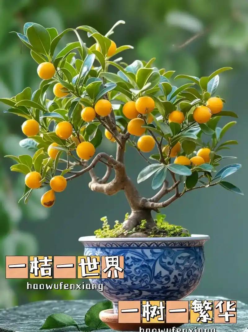 推荐金桔树苗了,自己盆栽地栽金桔,实现酸酸甜甜金桔 - 抖音