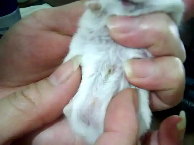 仓鼠肚子上的一颗小红红