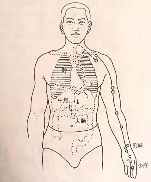 【针灸】手太阴肺经循行_金守谦_主治医师_爱问健康