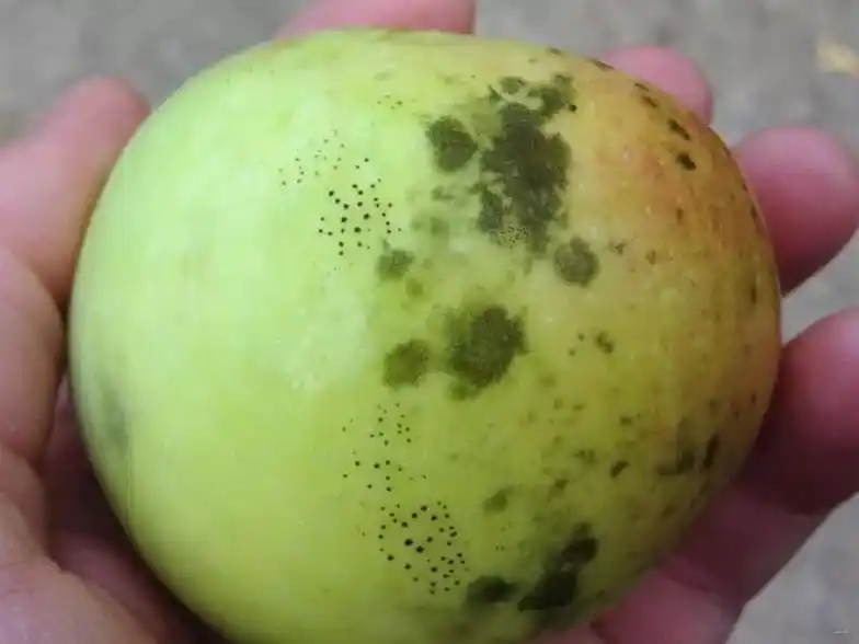 coco奶茶惊现腐烂水果,发霉水果能不能吃?看完就知道有多危险