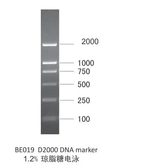 d2000 dna marker 上海硕美生物科技有限公司