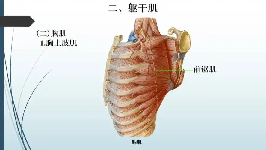 【解剖课件】运动系统-肌学各论-躯干肌