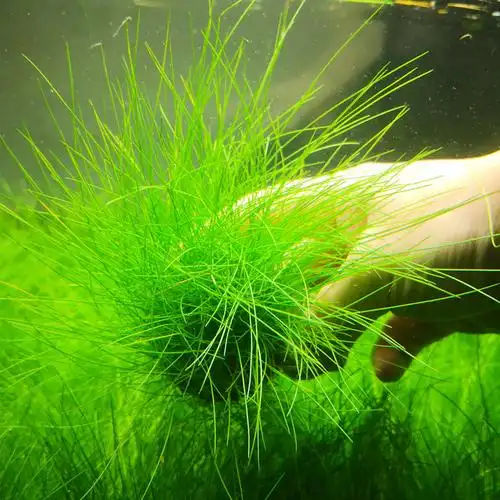 淡水鱼缸活体热带造景装饰真水草爬行草坪牛毛毡懒人坨草前景入门