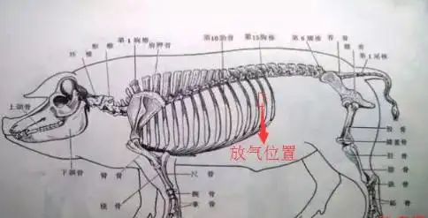 简单易学猪胀气急救办法,真能救猪命!