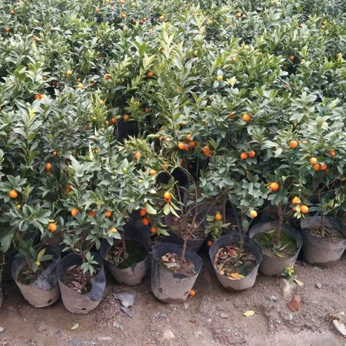 金桔盆栽植物小金桔带果可食用客厅阳台庭院四季观赏盆景包邮