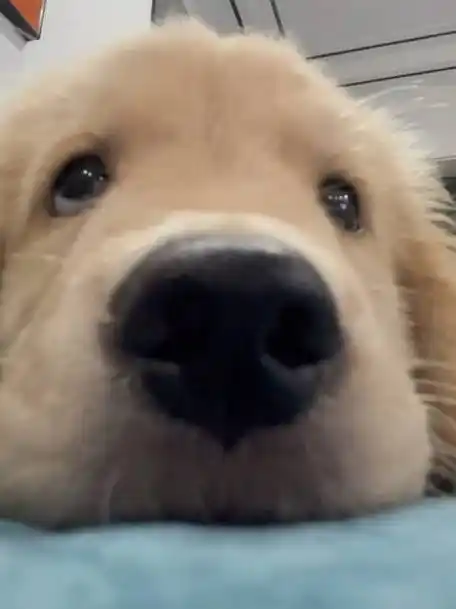 用小狗的视角看哼哼唧唧的小狗