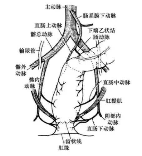 先掌握这套血管走行图!|结肠|肠系膜|肛管|淋巴管_网易订阅