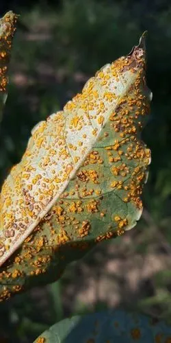 花椒锈病防治措施