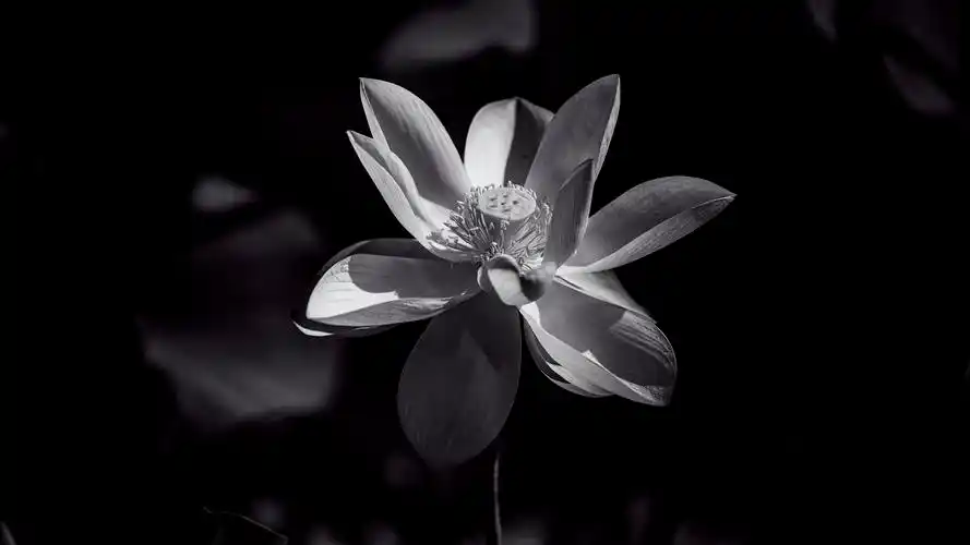 【黑白的荷花】