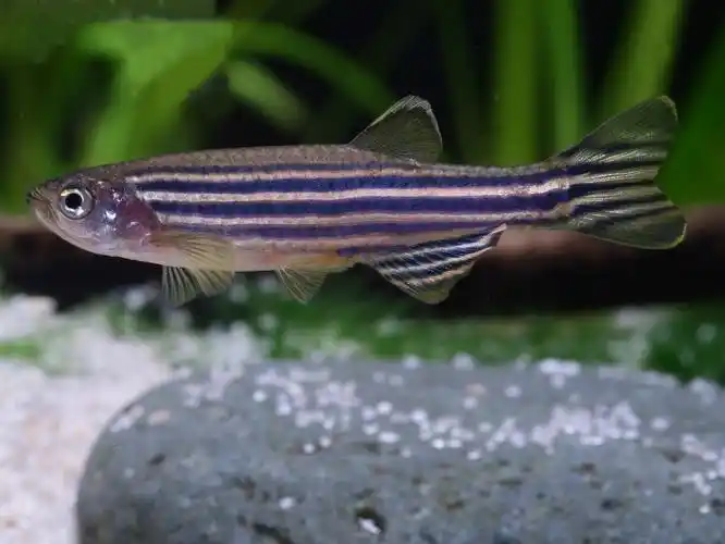 如图   ,    应为 人工繁育的      斑马鱼  (腹部肥大的雌性)