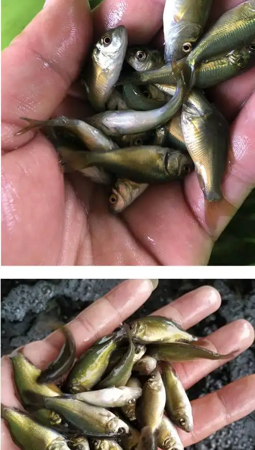 秋颖裸鲤鱼苗裸斑鱼无甲鲤鱼活体鱼苗淡水养殖食用鱼好养耐活鱼小鱼苗