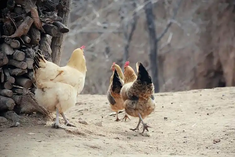 生肖之奔跑吧,小鸡!