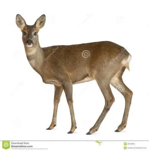 獐子动物简笔画