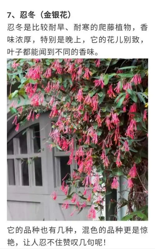 42种最会爬的攀缘植物