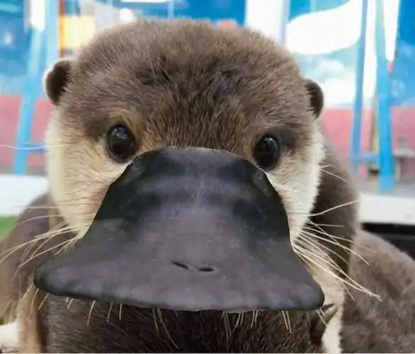 你见过鸭嘴兽的正面照吗?超级可爱的!