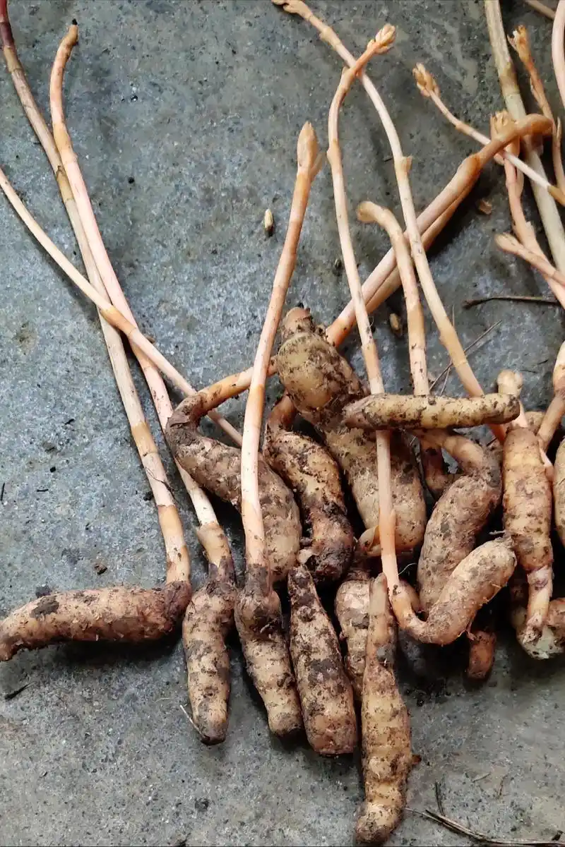 余生很贵努力活成自己想要的样子 小伙伴们,快来找野生天麻. - 抖音