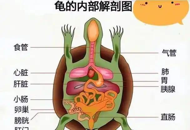 乌龟的骨骼结构也具有很好的适应性和韧性,使得它们能够承受各种环境